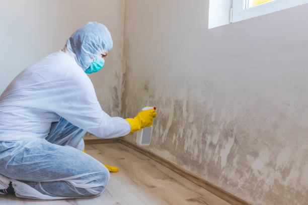 Licensed Basement Mold Remediation service in Edgewood, FL - 24 Hour Mold Removal