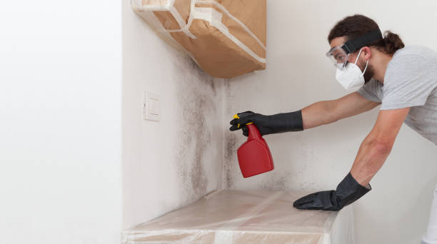 Professional Basement Mold Remediation technician working in Edgewood, FL